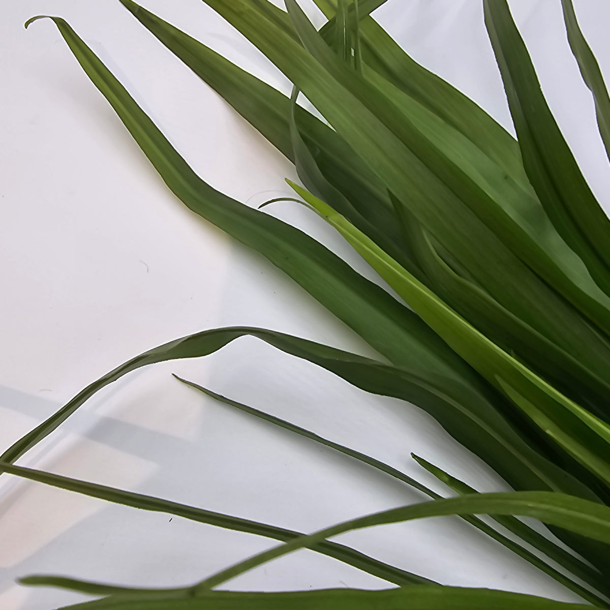 Ti Grass Stalk--#win97062