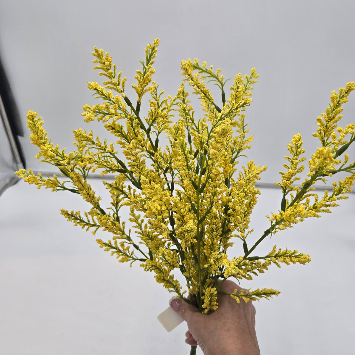 Astilbe Bush--fba256