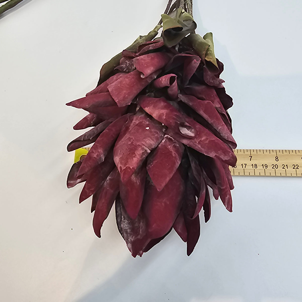 Red Hot Poker #fsp109