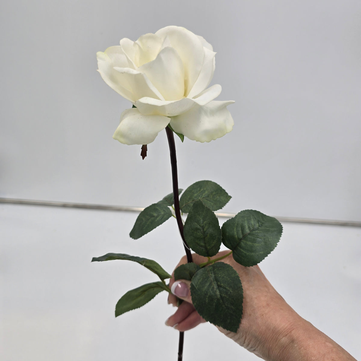 27&quot;RT CAROLINE ROSE--gtr284