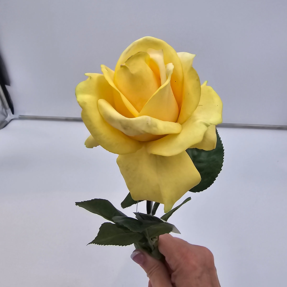 27&quot;RT CAROLINE ROSE--gtr284