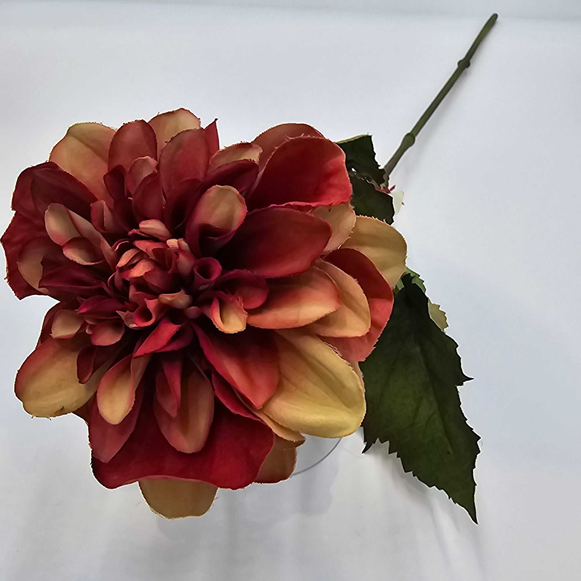 Dahlia--#win101