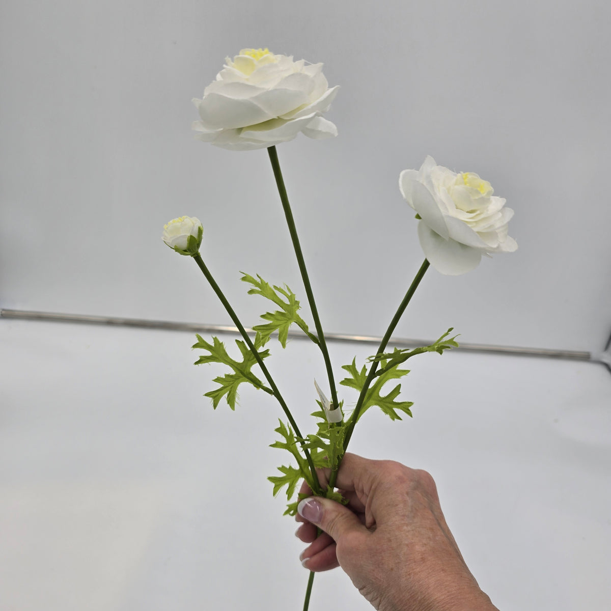 Ranunculus--#gr1571
