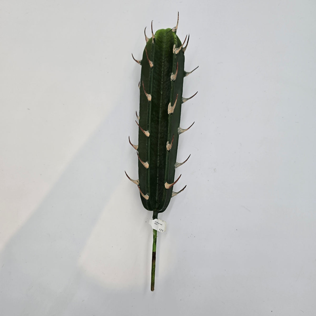Cactus cc1660-gr/gy