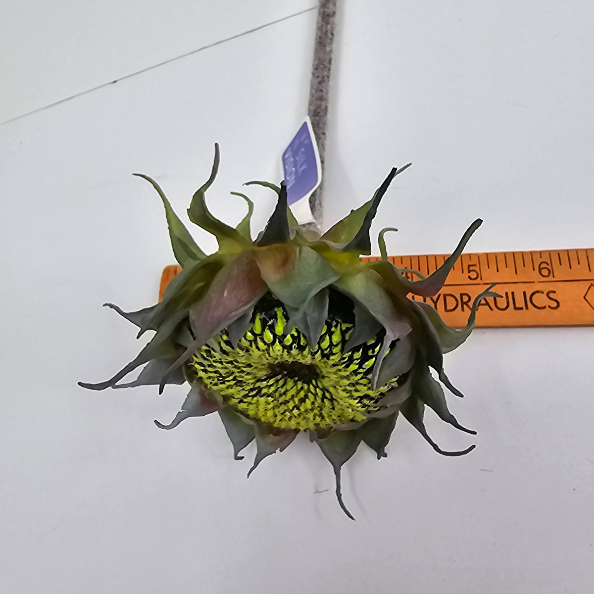 23&quot; Sunflower Pod--#fss823