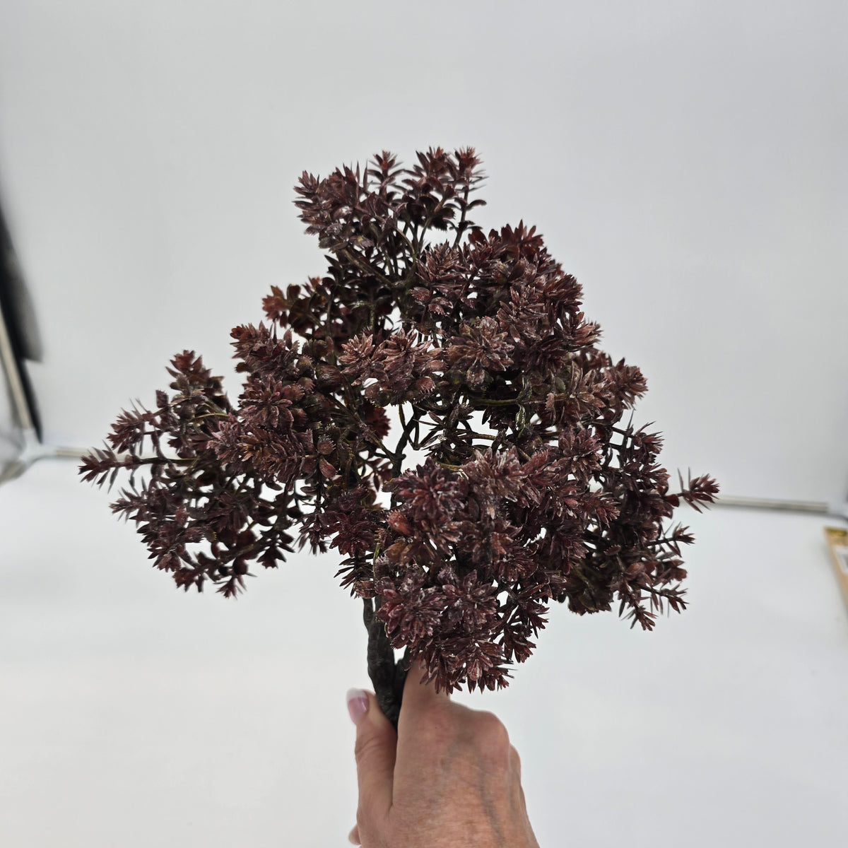 17&quot; mini sedum--brown