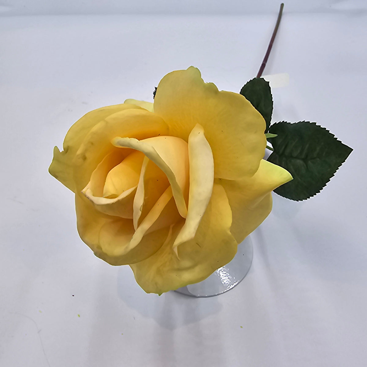 27&quot;RT CAROLINE ROSE--gtr284