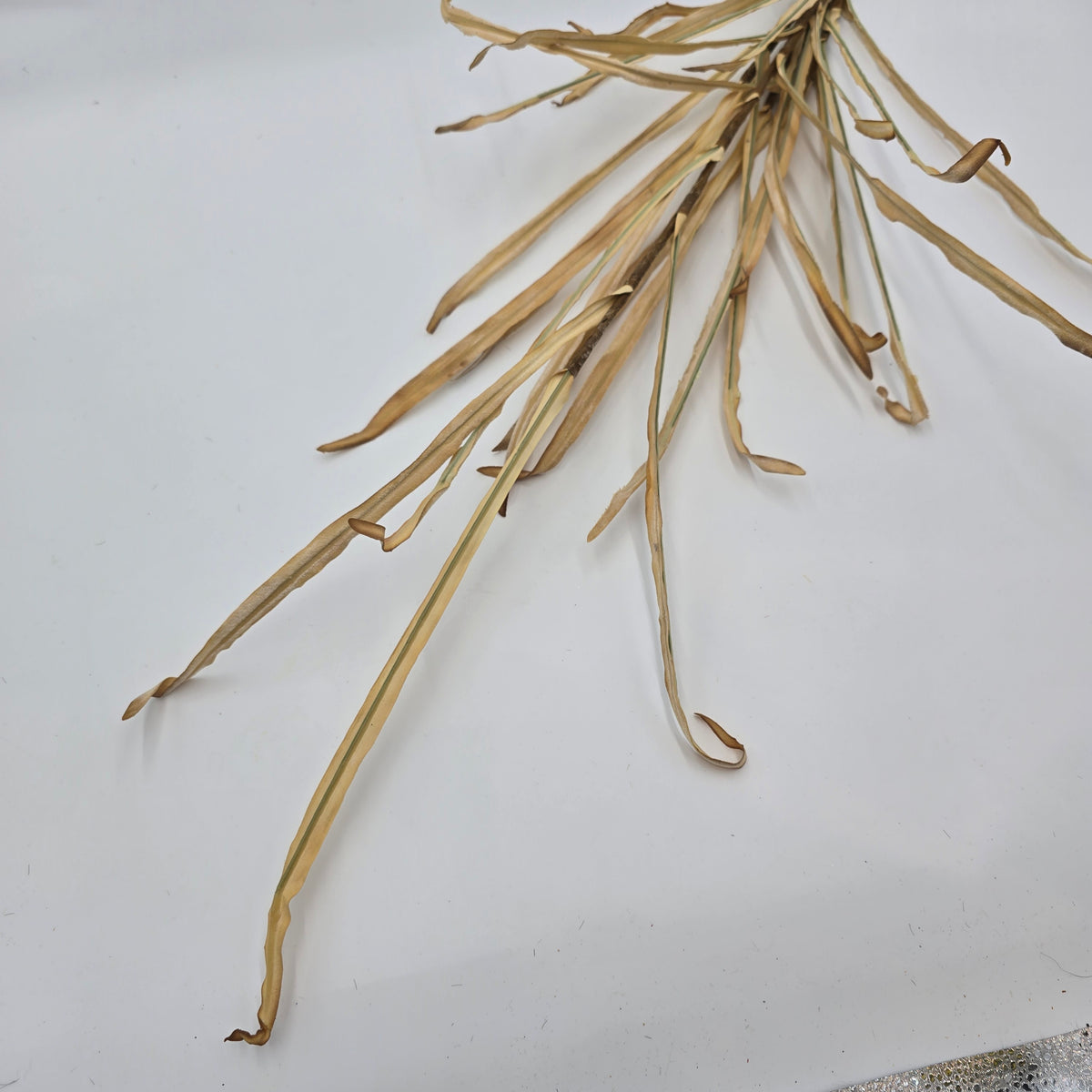 39&quot; Dried Corn/Foxtail Lf Bundle--#pbf880