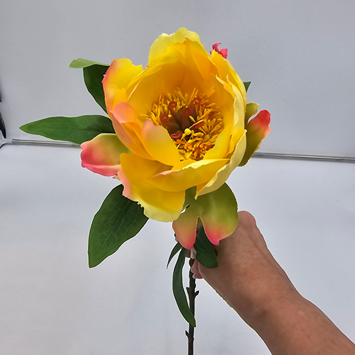 21&quot;PEONY--hsp671