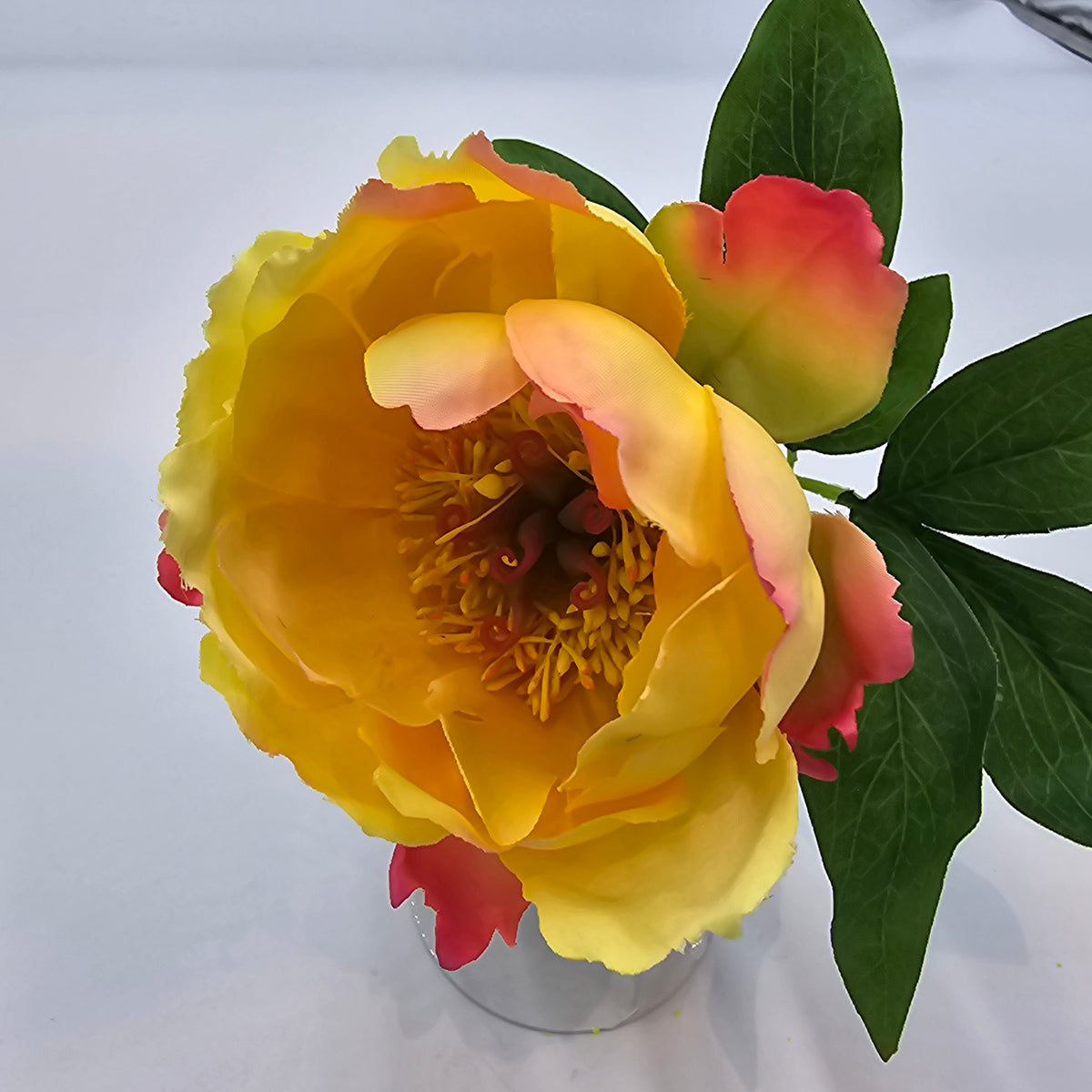21&quot;PEONY--hsp671