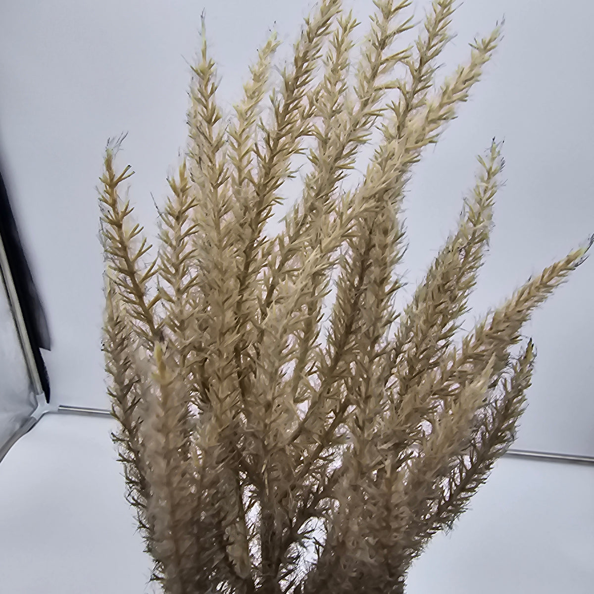 Reed Grass-36&quot; #fsg006