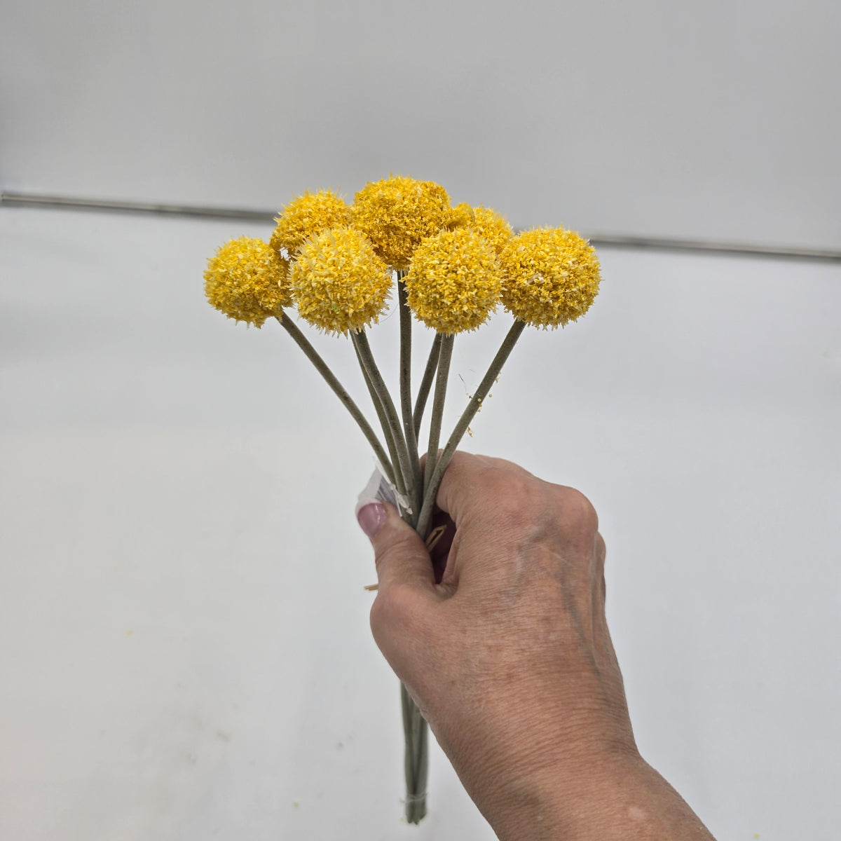 13&quot;BILLY BUTTON--FBL428