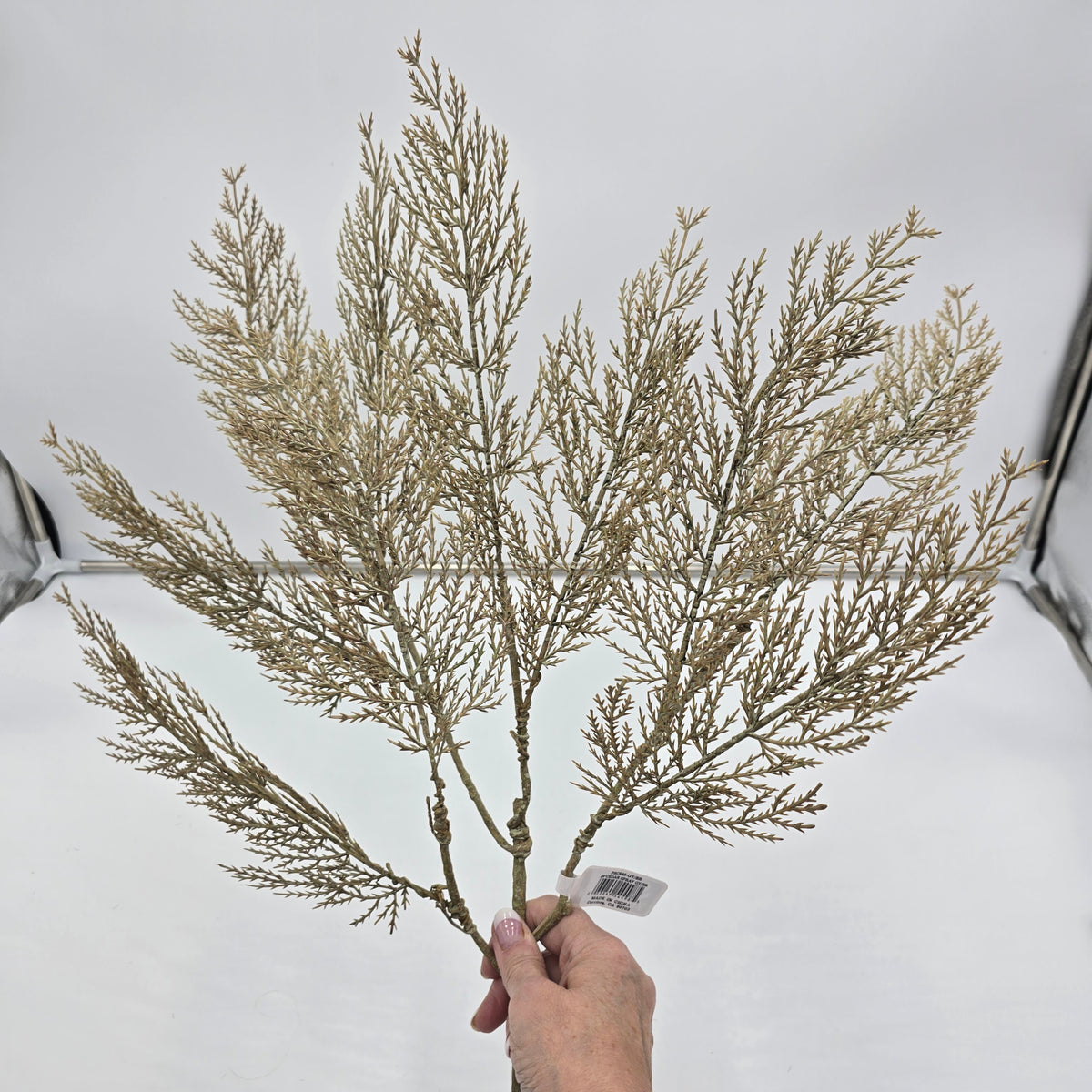 29&quot; Cedar Spray--#psc546