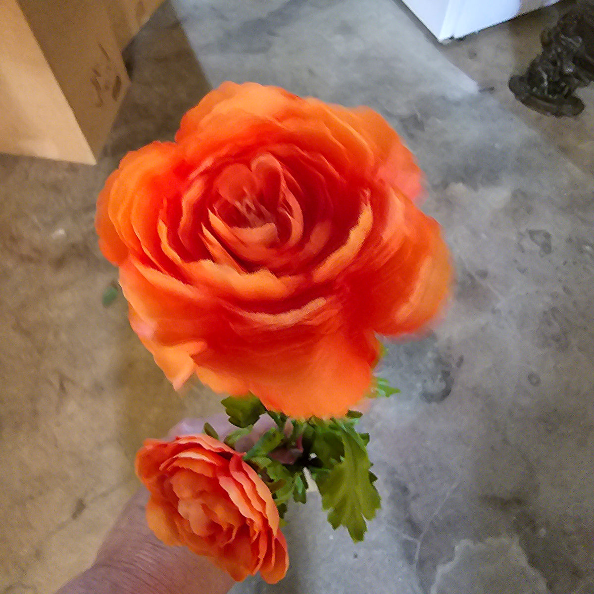 Ranunculus Spray--#fsr502