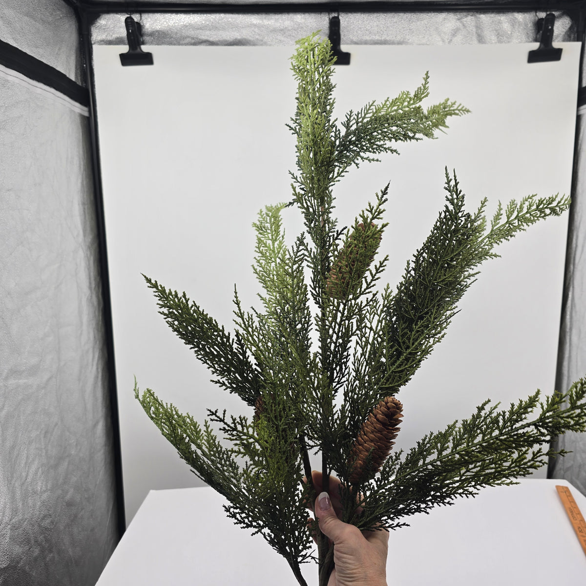 50&quot; Cedar Spry/Cone-#ysc136