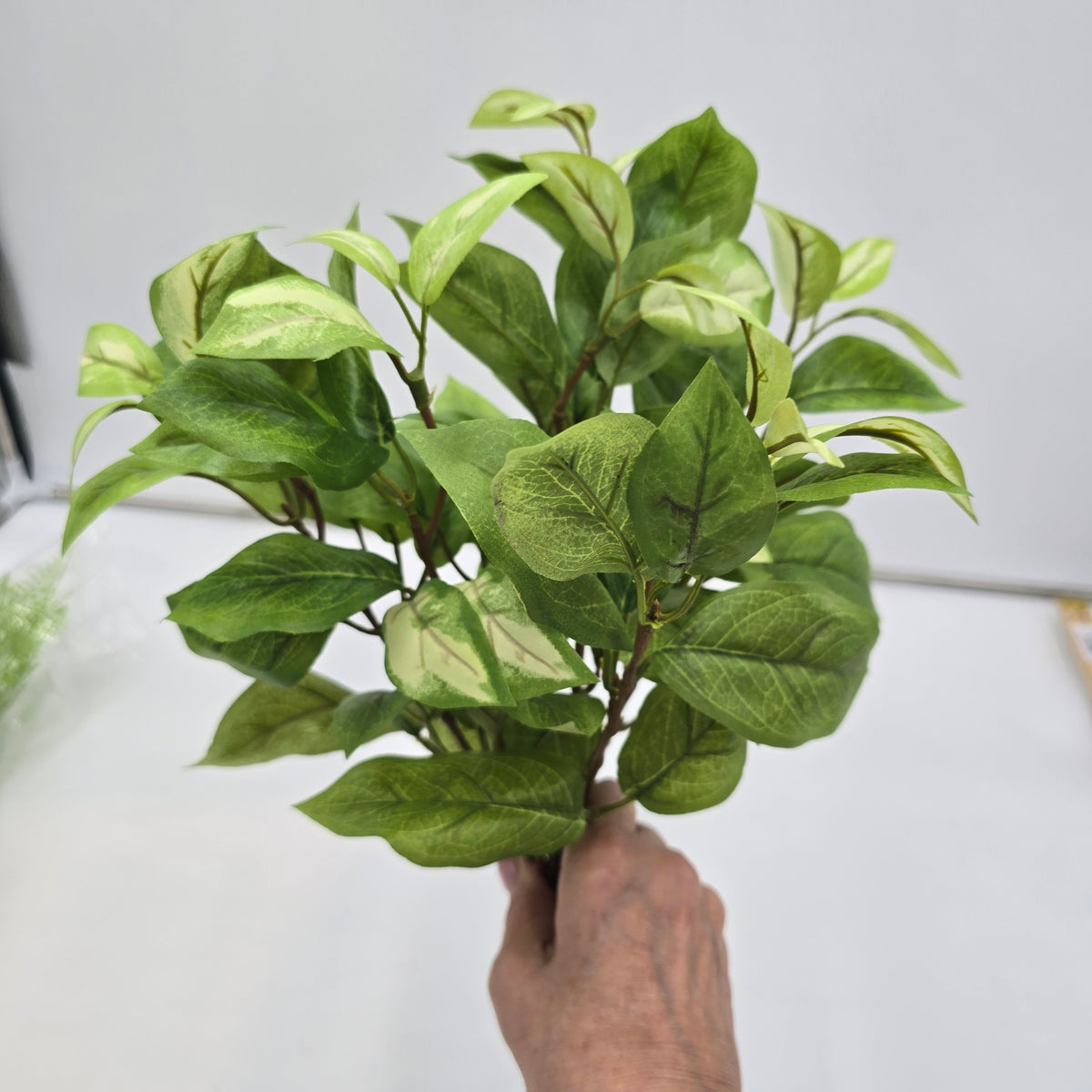 Hoya bush--pbh016-gr/cr