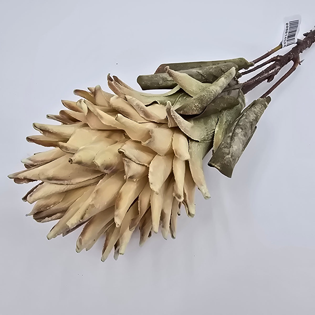 30&quot; Red Hot Poker #fsp108