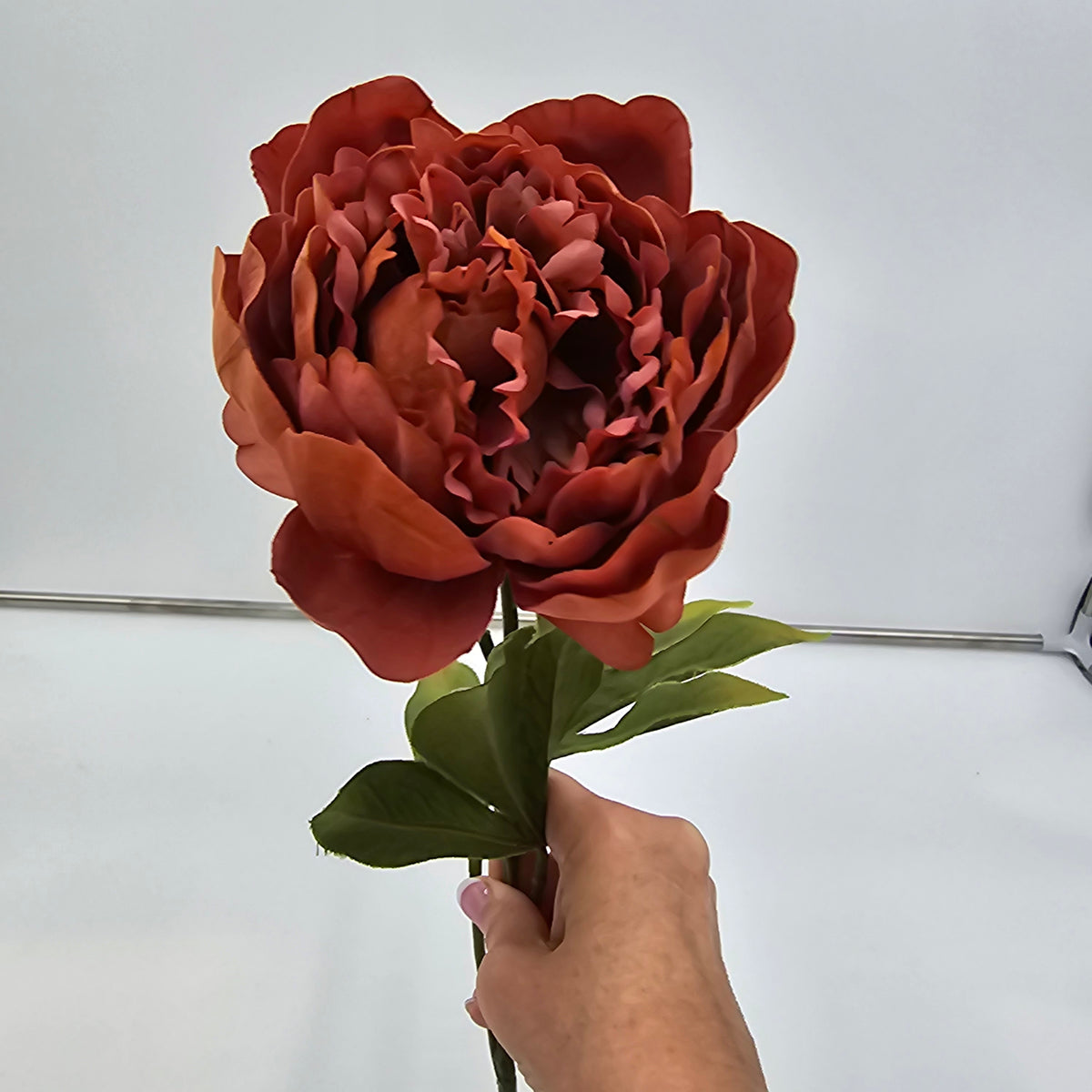 Velvet Peony--#gtp159