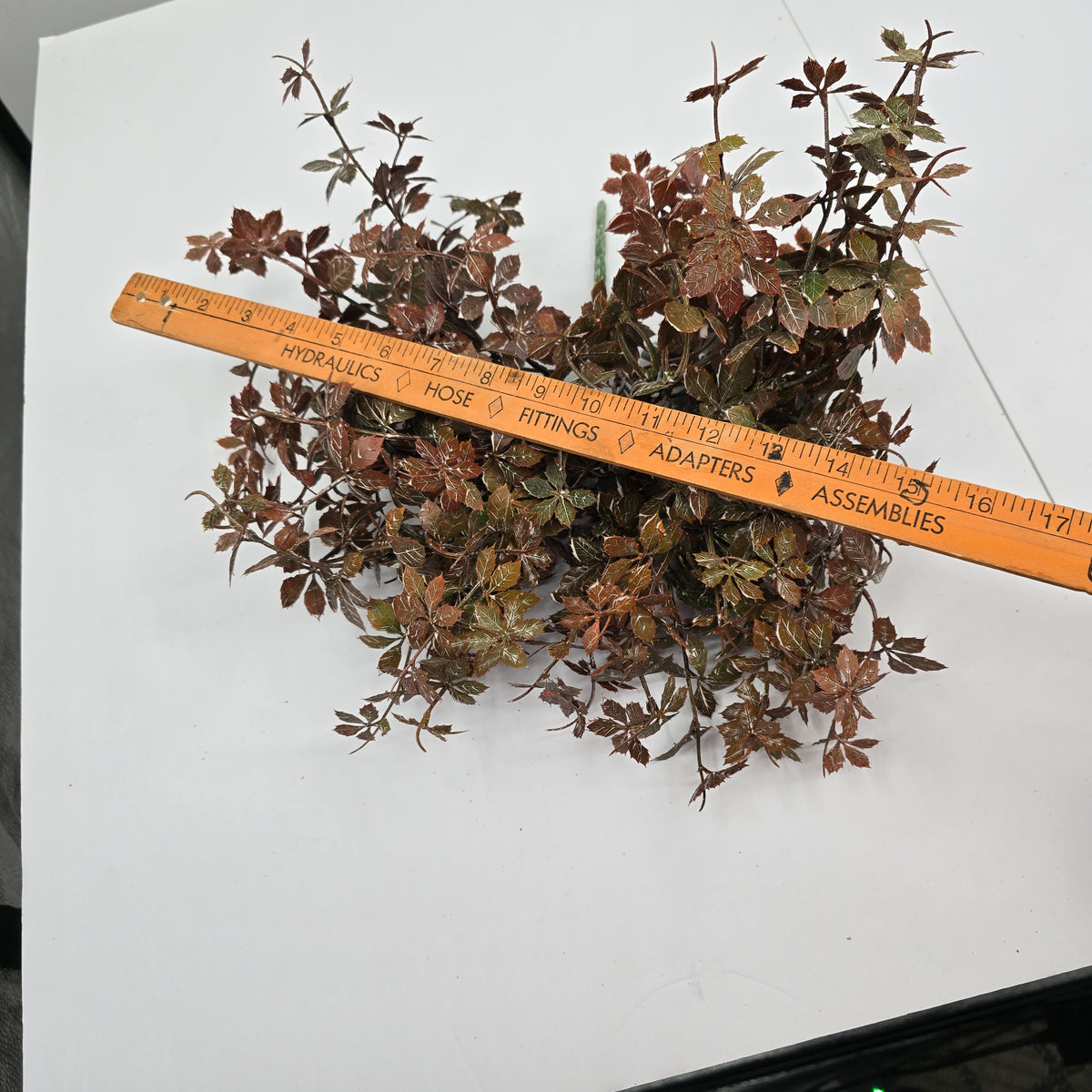 13&quot; Wild Maple Bush--#pbm550