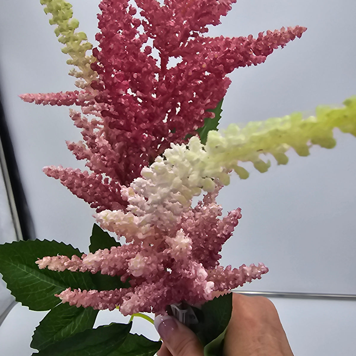34&quot;ASTILBE--fsa378-ty