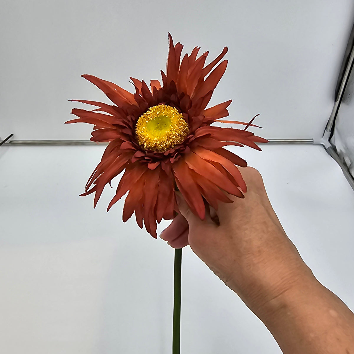 Gerbera--#gsb005