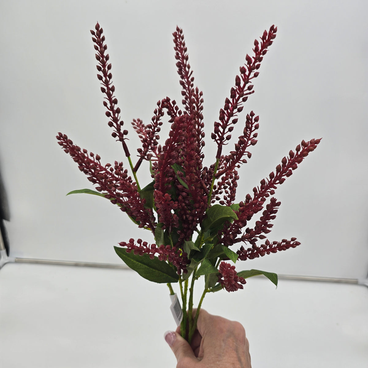 25&quot;PIERIS JAPONICA--#fsj991