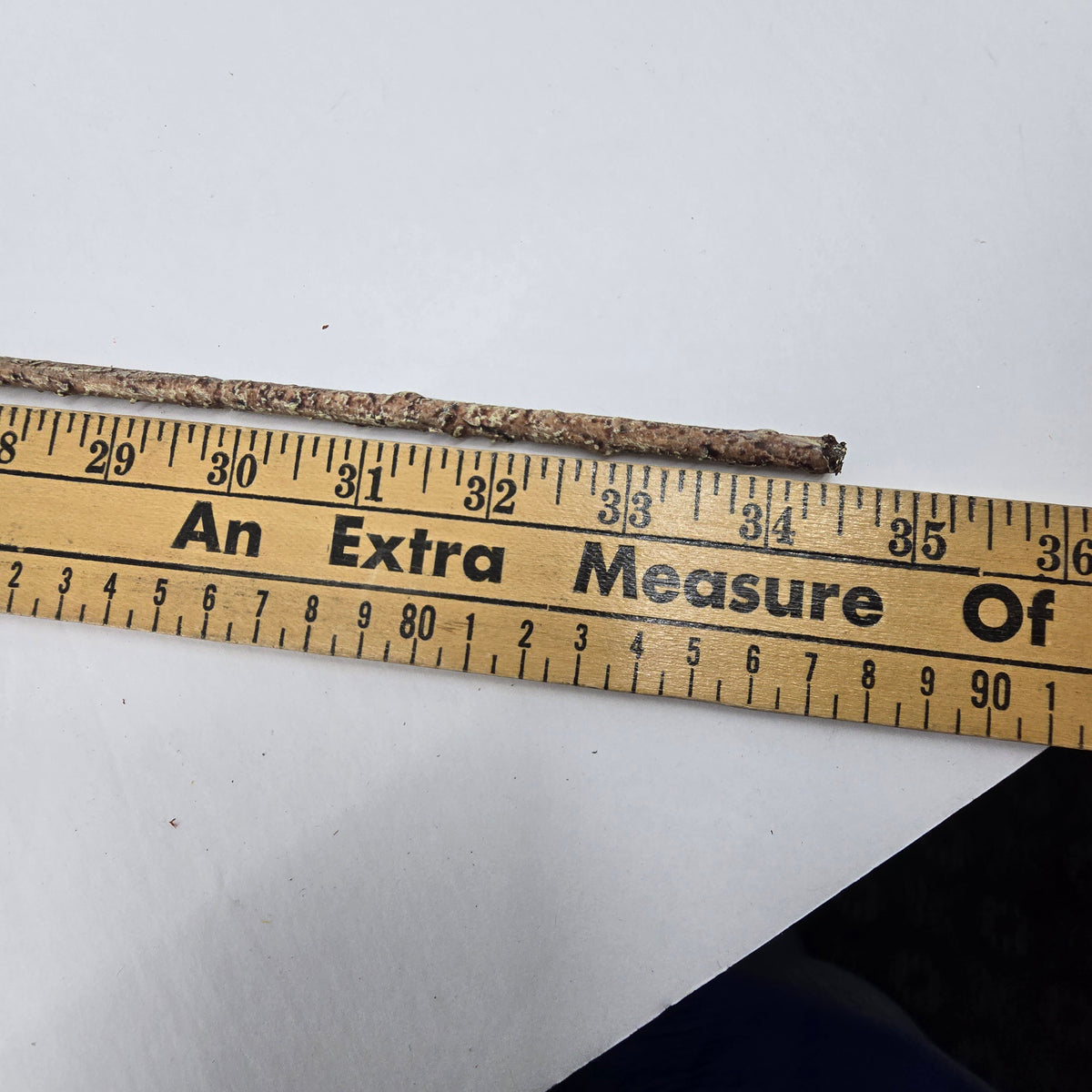 33&quot; Seeded Ash Leaf Spray--#psa125