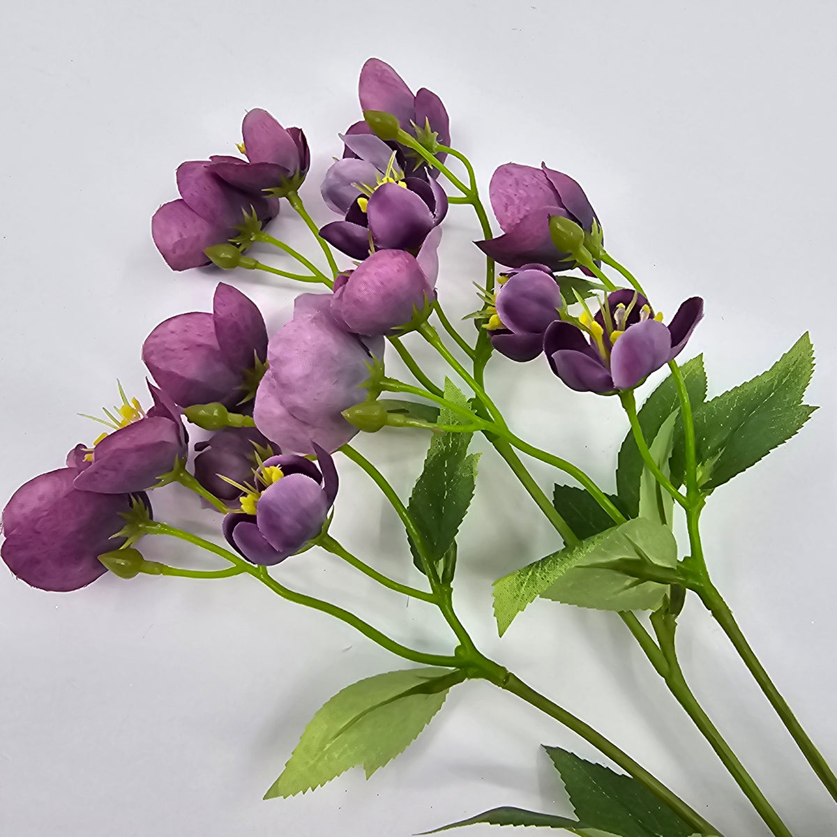 23&quot; Helleborous--#fsh153