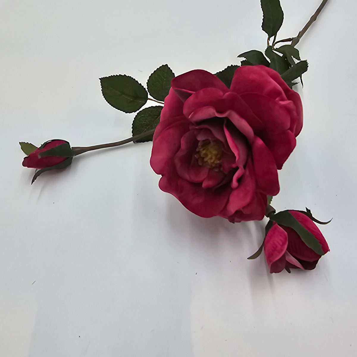 Velvet Rose--#gtr370