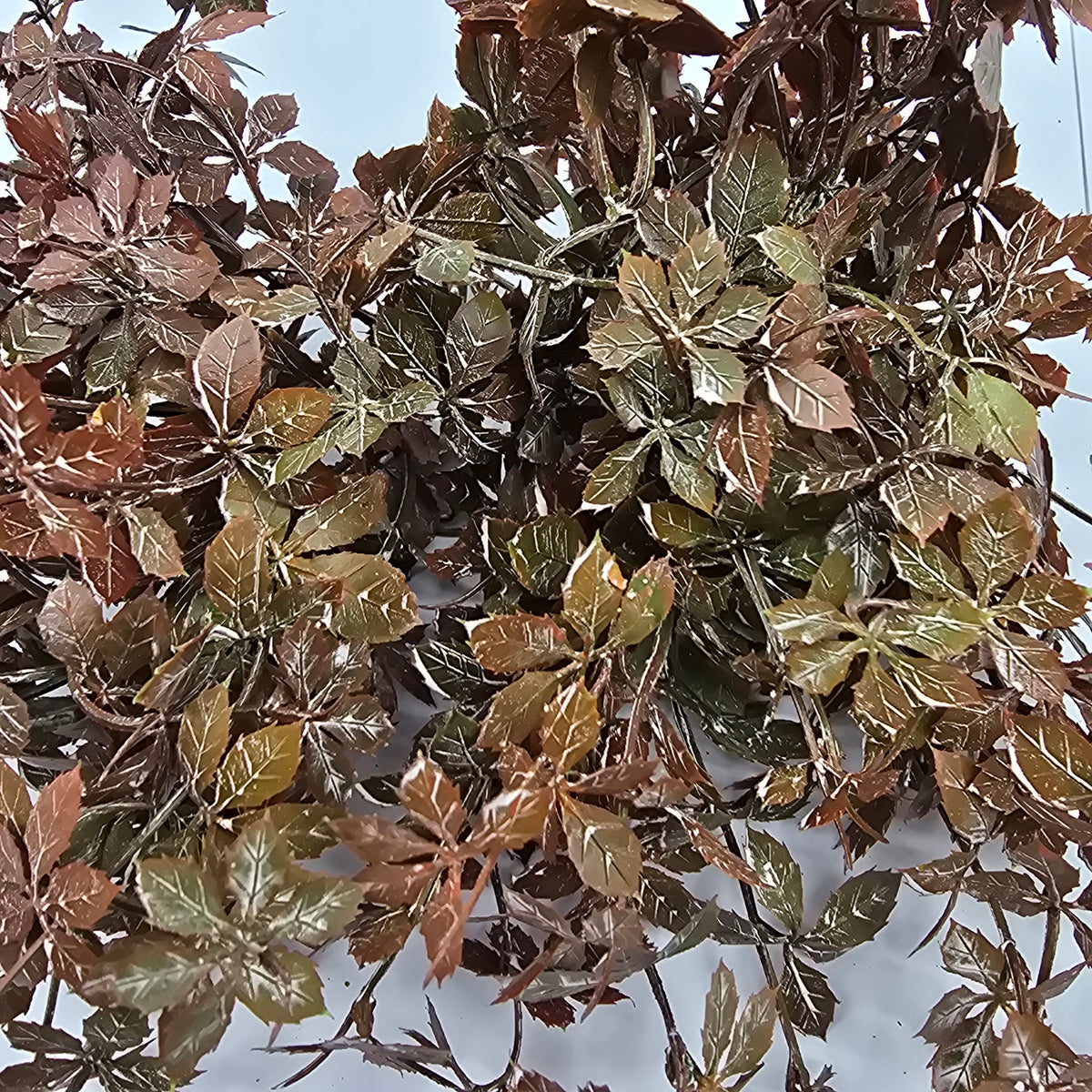 13&quot; Wild Maple Bush--#pbm550