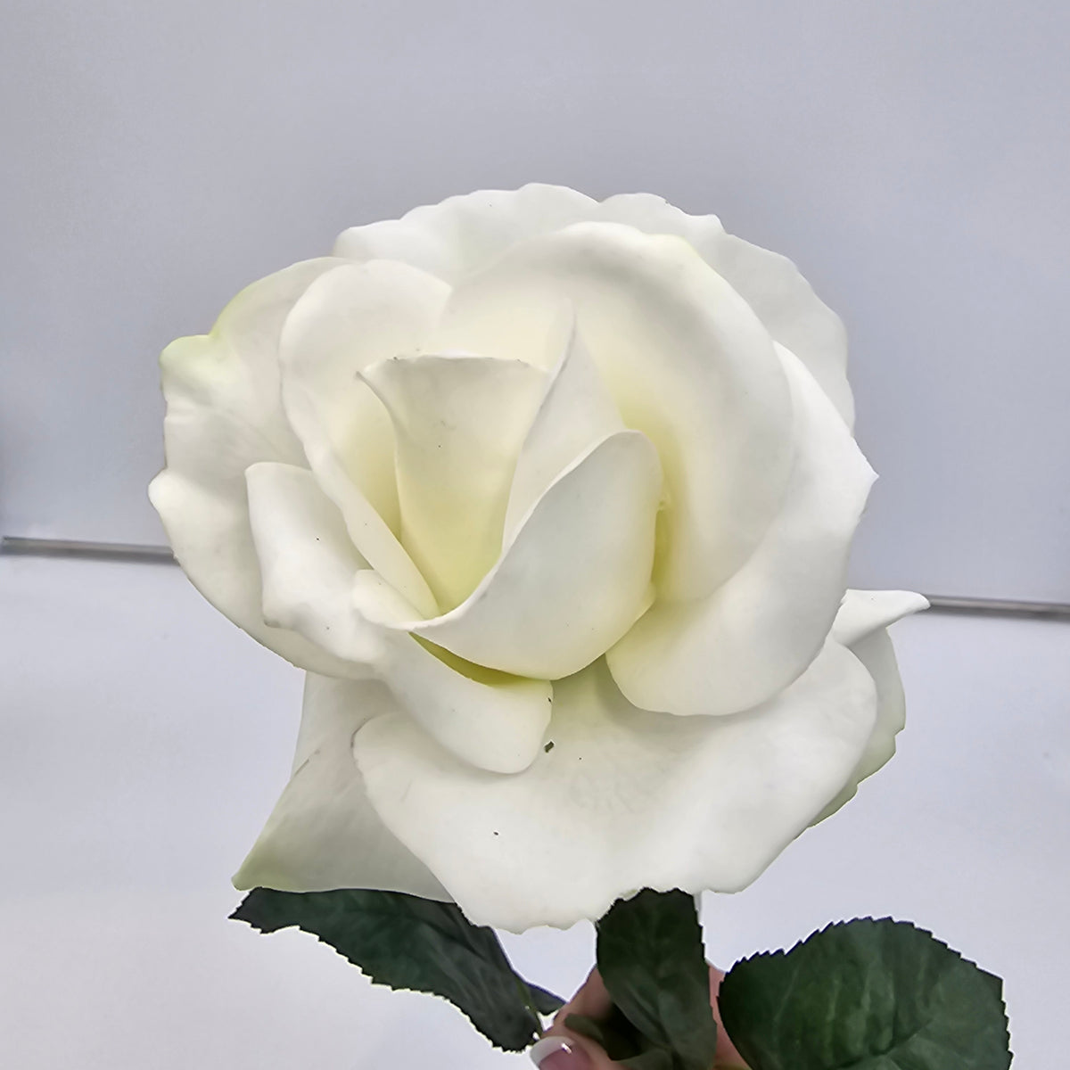 27&quot;RT CAROLINE ROSE--gtr284