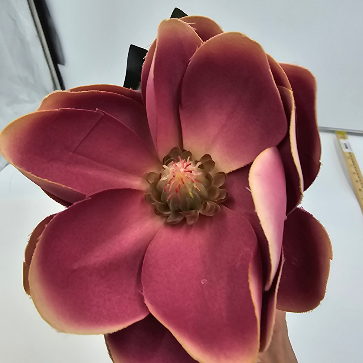 Magnolia--#401