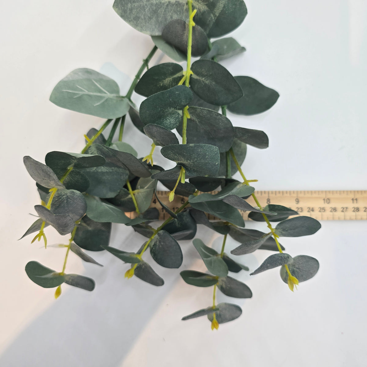 EUCALYPTUS--pbe012