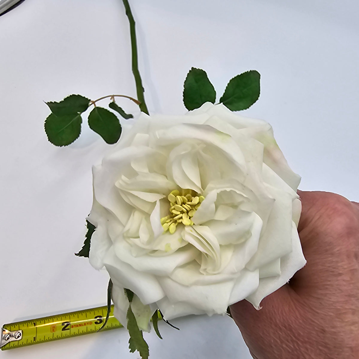 Camelot Rose--#win98227