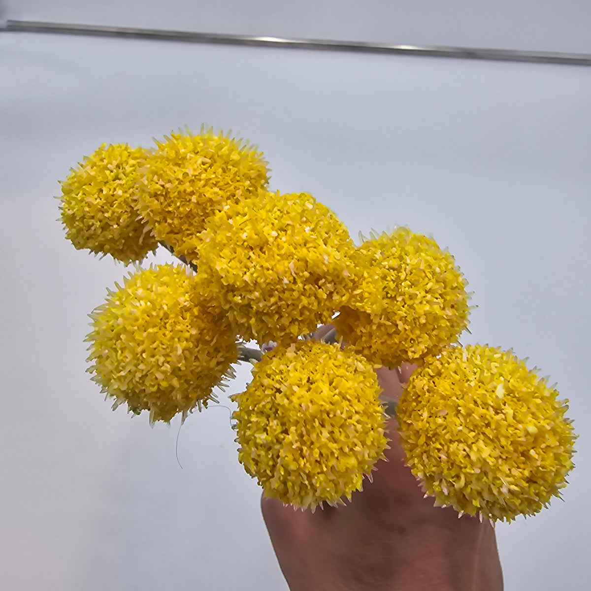 13&quot;BILLY BUTTON--FBL428