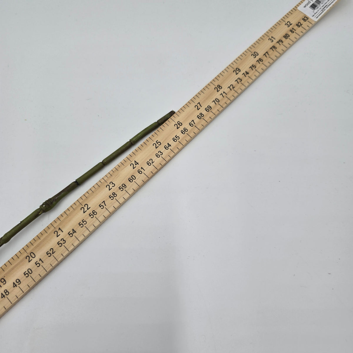 25&quot; Smoketree Lf--#pss821