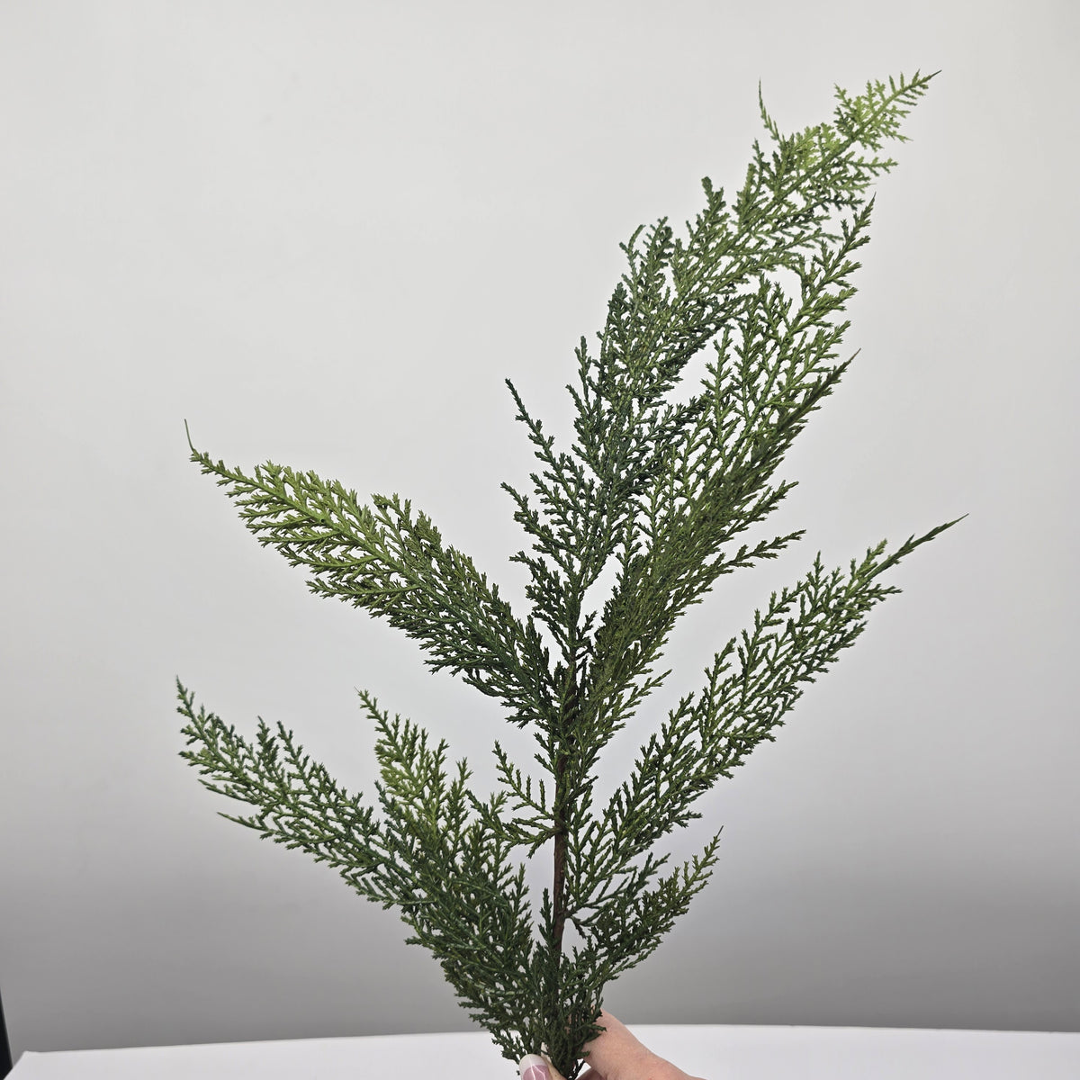 30&quot; Cedar Spry--#ysc407