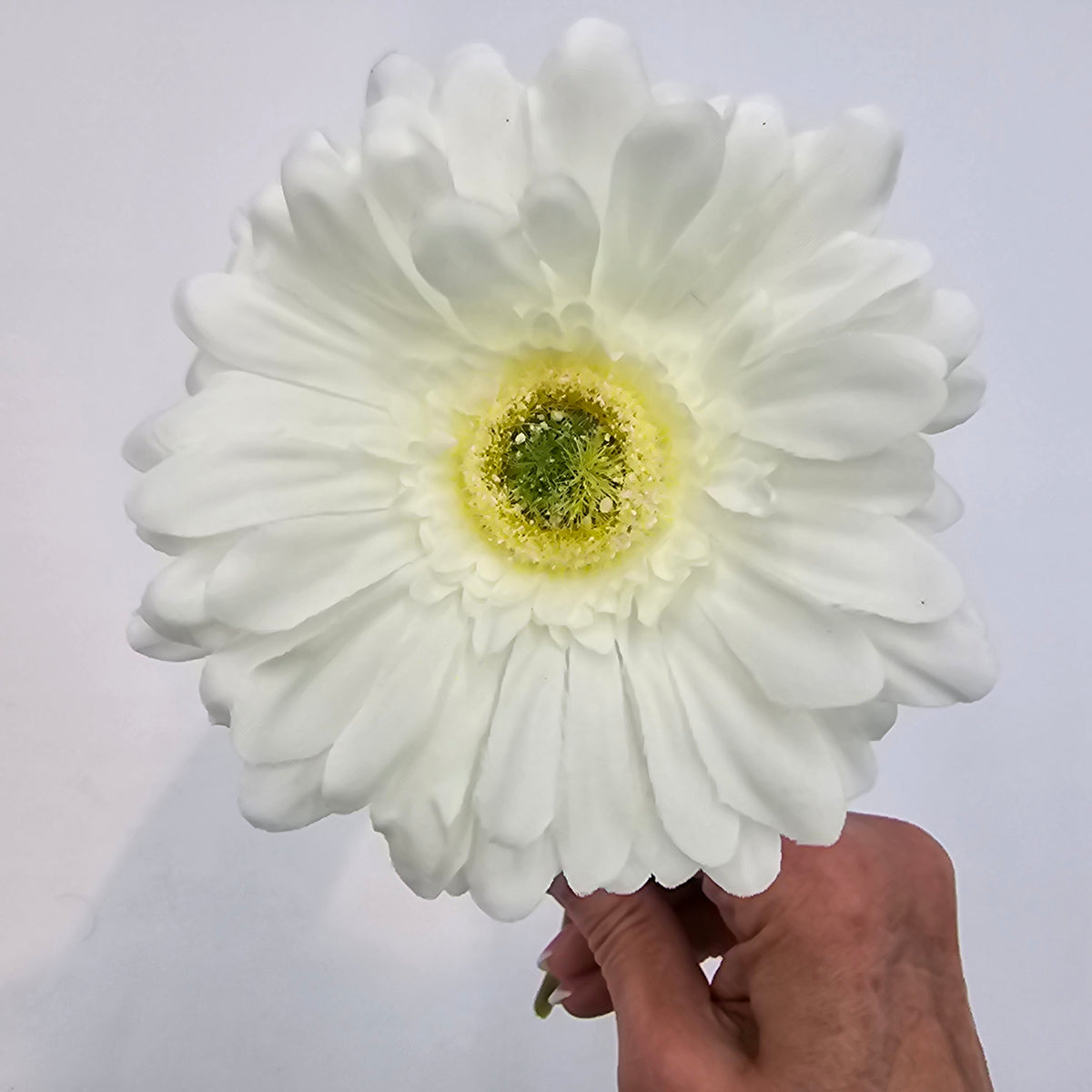 Small Gerbera Daisy--#gtd445