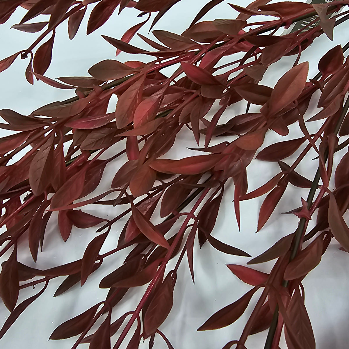 18&quot; Willow Leaf Bush--#pbw483