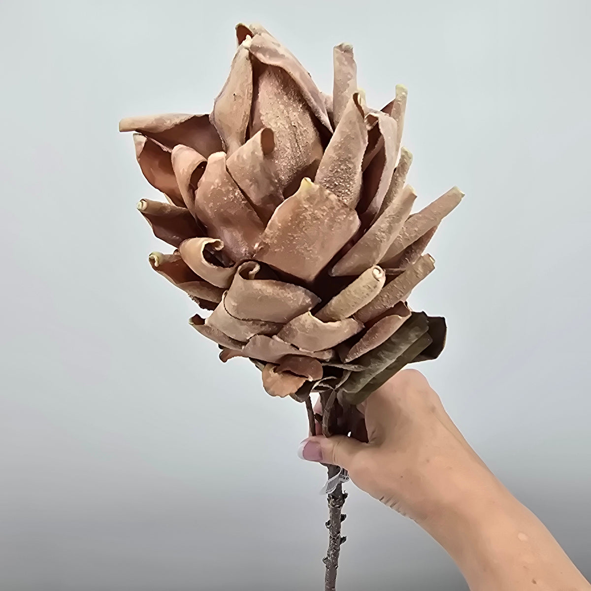 Red Hot Poker #fsp109