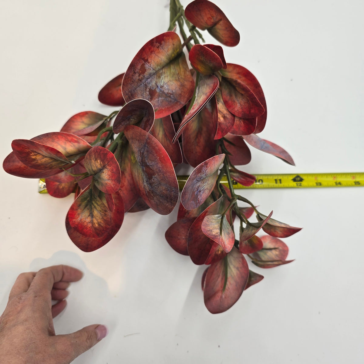 Peperomia-23.5" #psp857