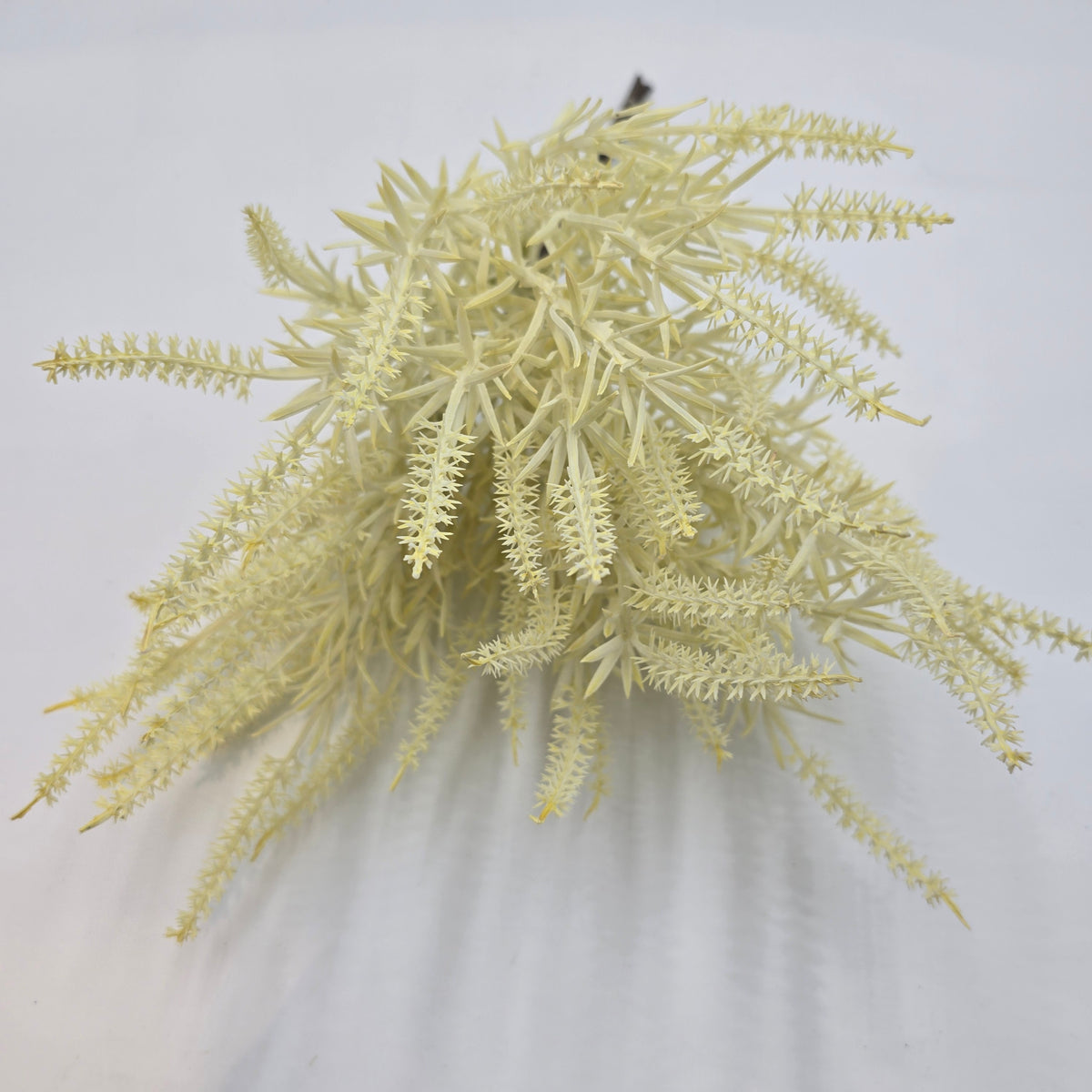 Astilbe Bundle-9&quot; #fbq152