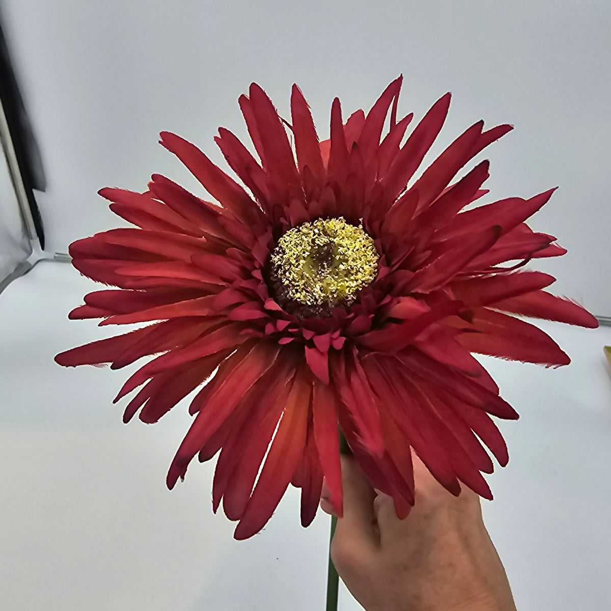 Gerbera--#gsb005