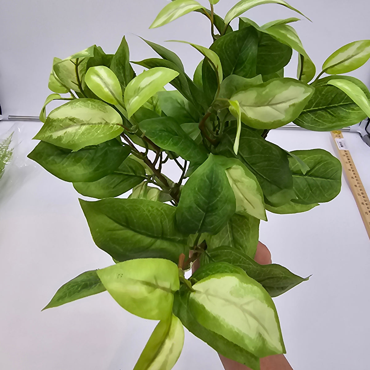 Hoya bush--pbh016-gr/cr