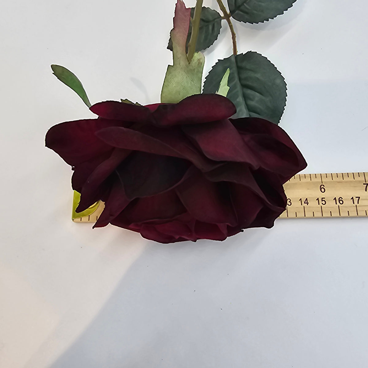 Open Bella Rose--#fsr126