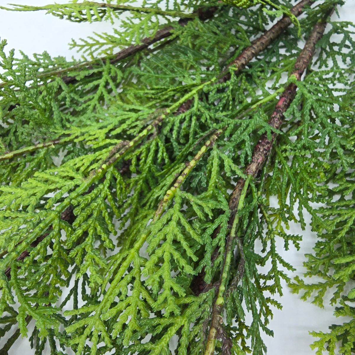 37&quot; Cedar Branch--#zsc102