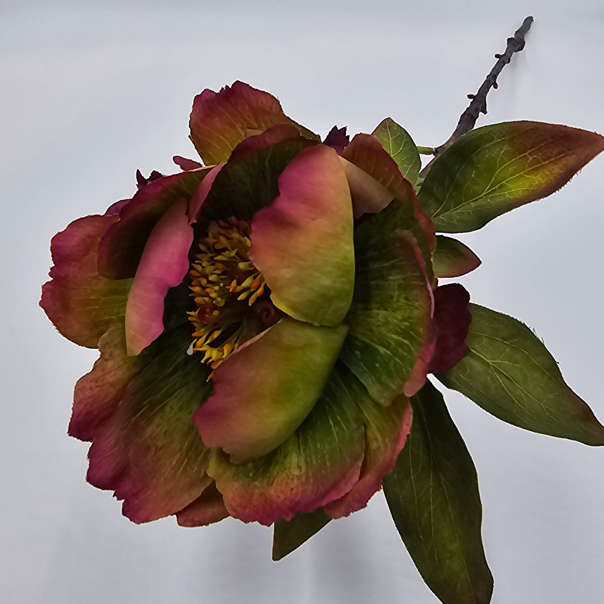 Peony--#fsp266