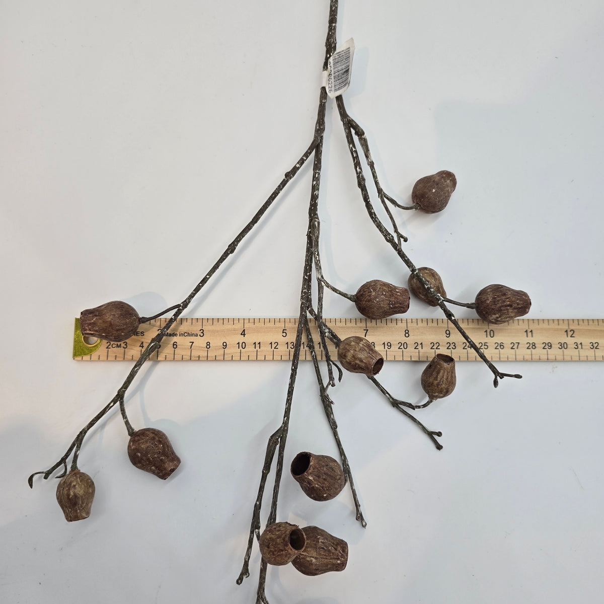 Eucalyptus Pod-34&quot; #fsp001