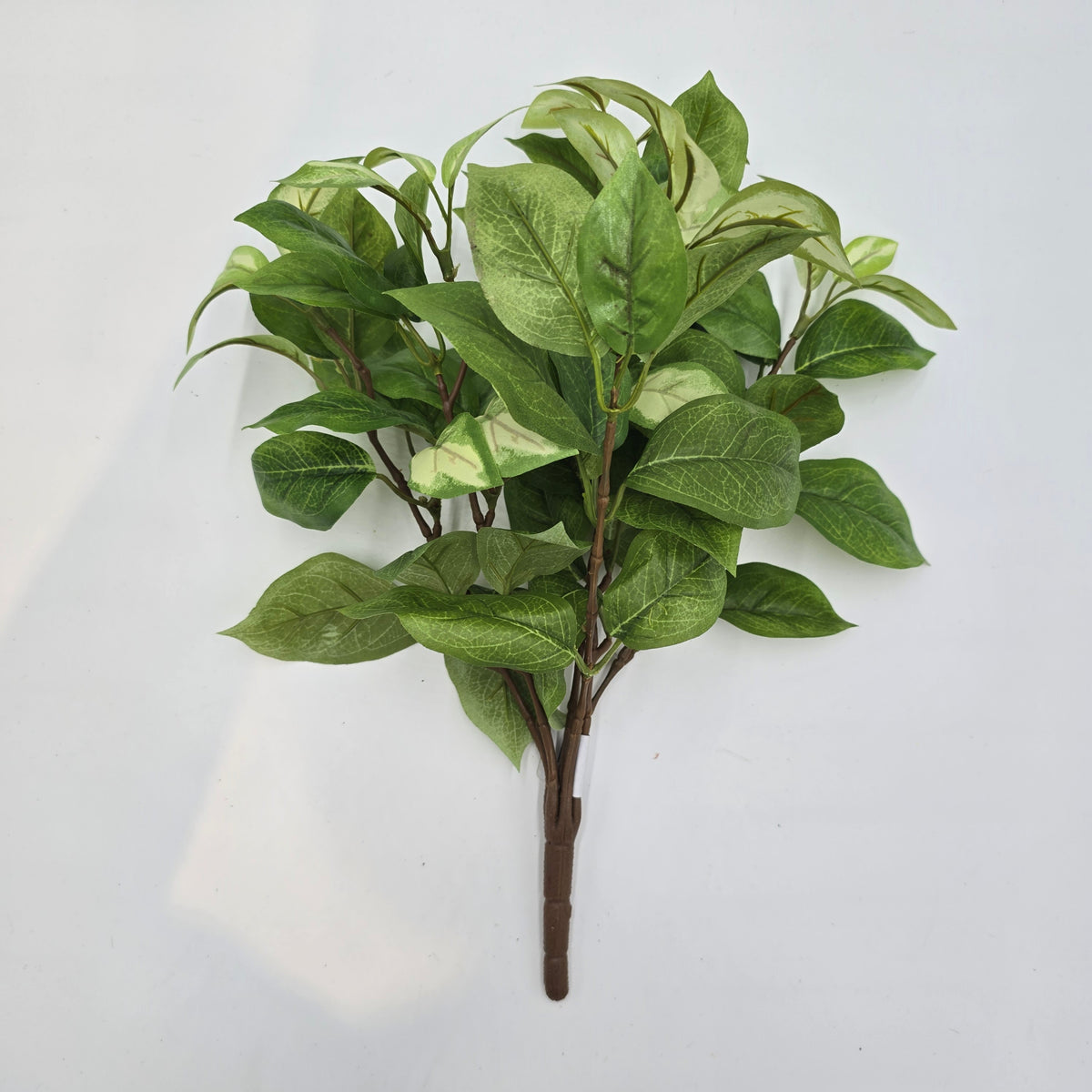 Hoya bush--pbh016-gr/cr