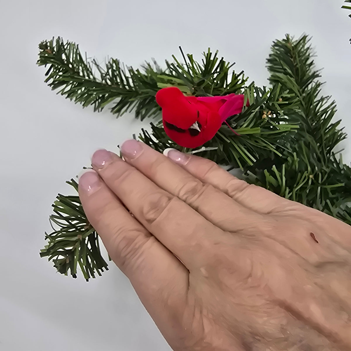 Mini Cardinal--#131703